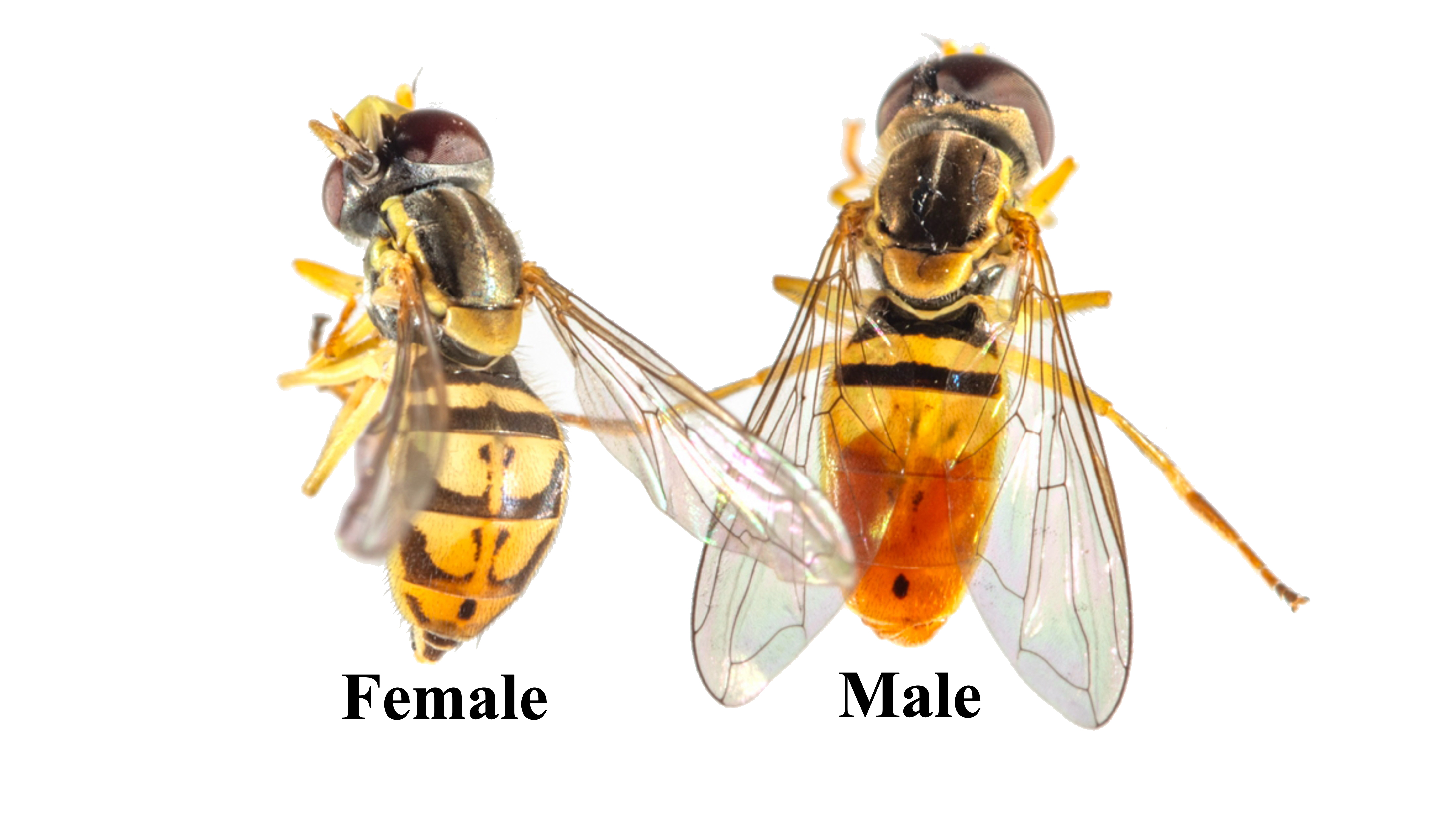 MARGINED CALLIGRAPHER